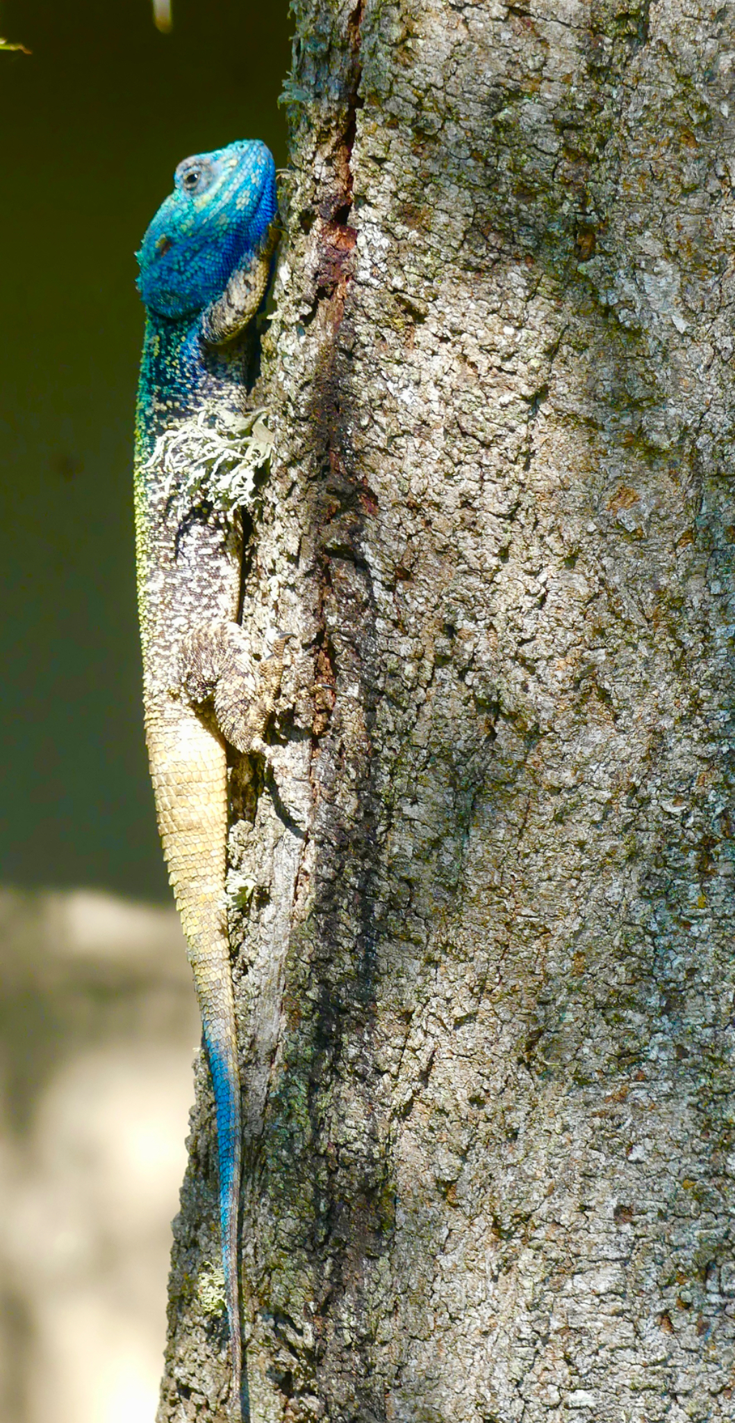 Southern Rock Agama